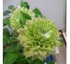 Клематис Мидори (Midori)